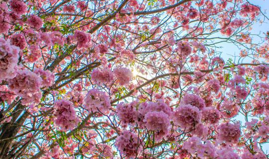 cover Following the trail of D R E A M...D E S T I N A T I O N S 2 Once upon a time...dreams blossomed The sweet pink trumpet vine tunnel