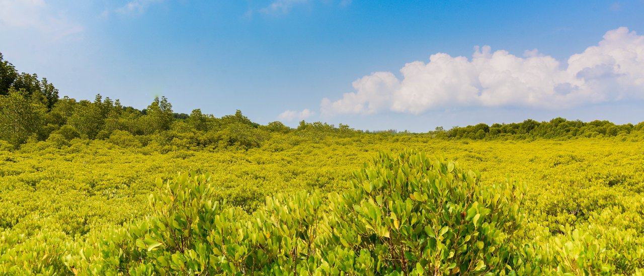 cover Don't just take someone's word for it, come and see for yourself the golden mangrove forest at Pak Nam Prasae and Khao Laem Ya National Park.