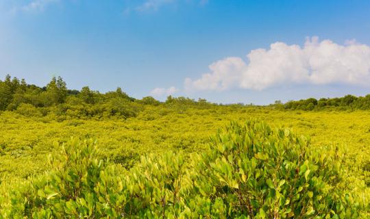 cover Don't just take someone's word for it, come and see for yourself the golden mangrove forest at Pak Nam Prasae and Khao Laem Ya National Park.