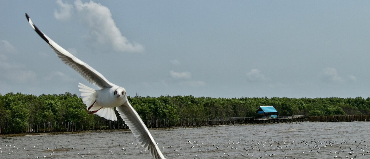 cover Seagulls at Bang Pu, a tourist destination near Bangkok.