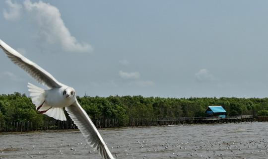 Cover Seagulls at Bang Pu, a tourist destination near Bangkok....