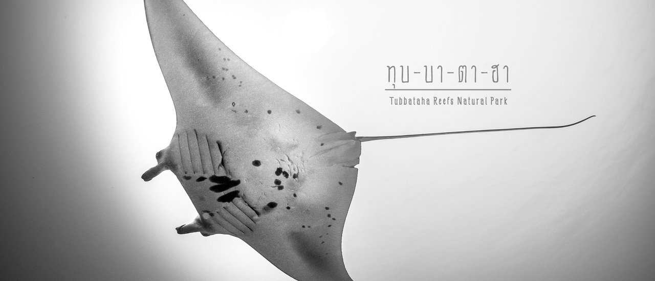 cover Tubbataha: A Natural World Heritage Site for Scuba Diving in the Philippines