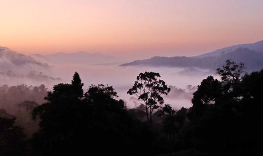 Cover The home of the jeweled hornbill has wings of the Balahala forest....