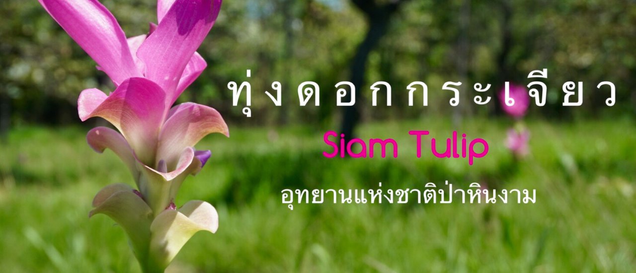 cover ✿ : : CHAIYAPHUM : : ✿ ~ ONE DAY TRIP ~ Rainy season fun, admire the field of siam tulips at Pa Hin Ngam National Park (Jul 17,2016)