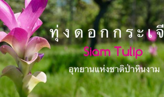 cover ✿ : : CHAIYAPHUM : : ✿ ~ ONE DAY TRIP ~ Rainy season fun, admire the field of siam tulips at Pa Hin Ngam National Park (Jul 17,2016)