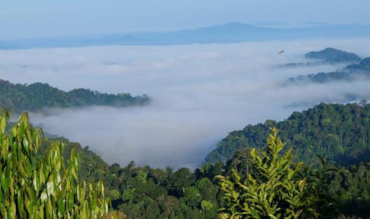 Cover Year-round coolness at Khao Pha Nen Thung: The sea of mist that tell...