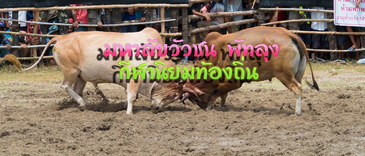 cover Phatthalung Bullfighting University