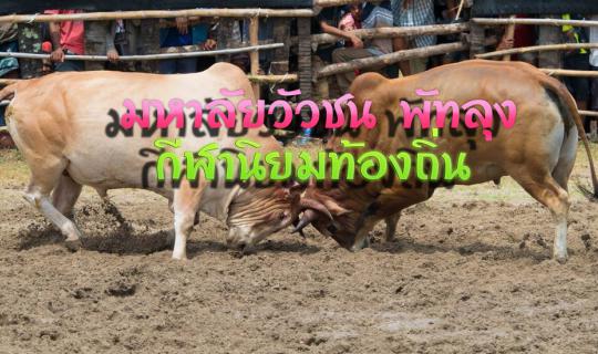 Cover Phatthalung Bullfighting University...