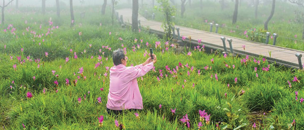 cover Wildflower meadows, swirling mist, expansive cliffs, and convenient amenities - Khao Hin Ngam National Park - Chaiyaphum