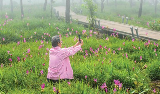 cover Wildflower meadows, swirling mist, expansive cliffs, and convenient amenities - Khao Hin Ngam National Park - Chaiyaphum