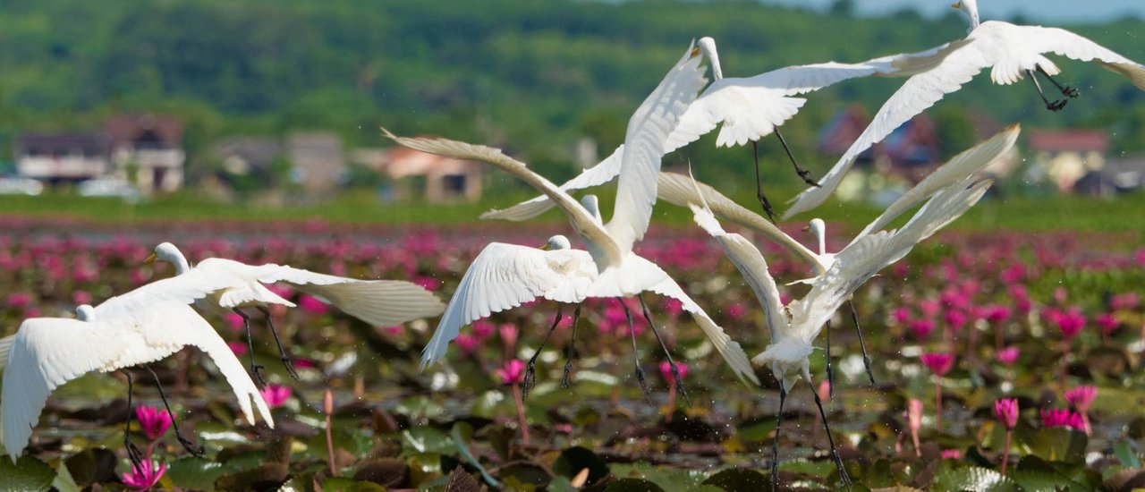 cover Mouth of the Sea, Red Lotus Lake