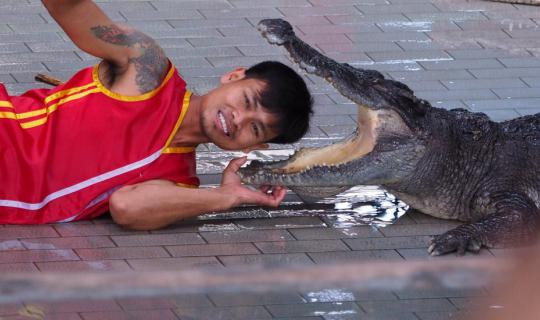 Cover Sriracha Tiger Zoo...