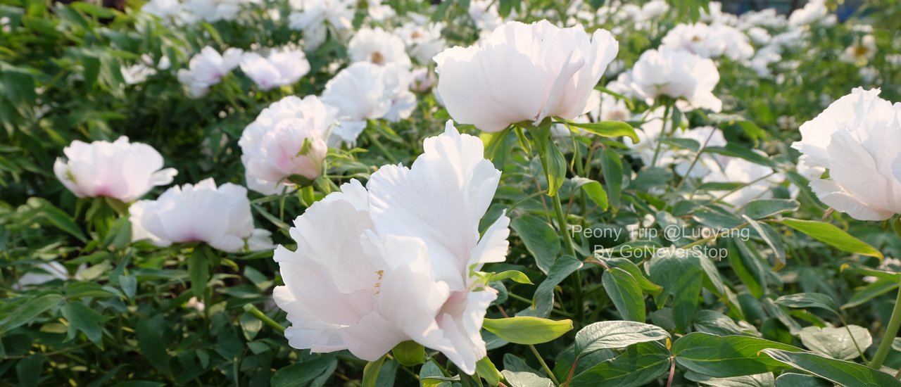 cover Step into the flower road, in the world of single gateway [Peony @Luoyang]