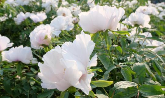 cover Step into the flower road, in the world of single gateway [Peony @Luoyang]