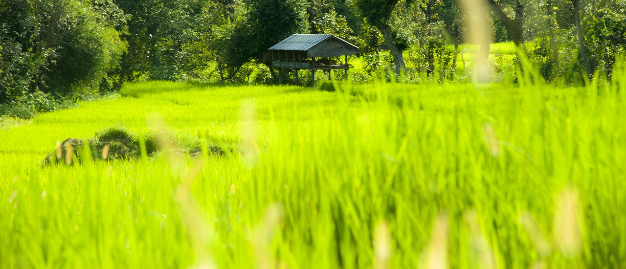 cover This 2-night, 3-day trip involves a spirit-feeding ceremony on the rice terraces, from Sa-moeng Tai to Mae Kha Pu Luang, Chiang Mai. It's a chance to connect with the local community and experience their unique traditions.