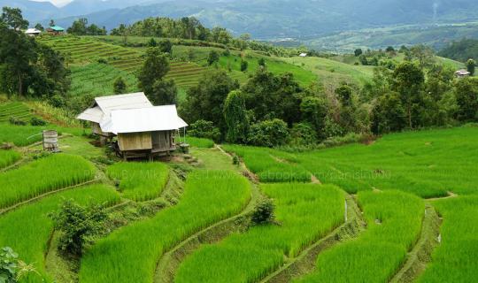 Cover 2 Days 2 Nights: Stairway to Heaven Rice Terraces in Chiang Mai [Pa ...