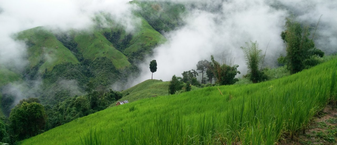 cover Breathe in the Earthy Scent of Pua with a Backpack on Your Back: In a Season Full of Rain