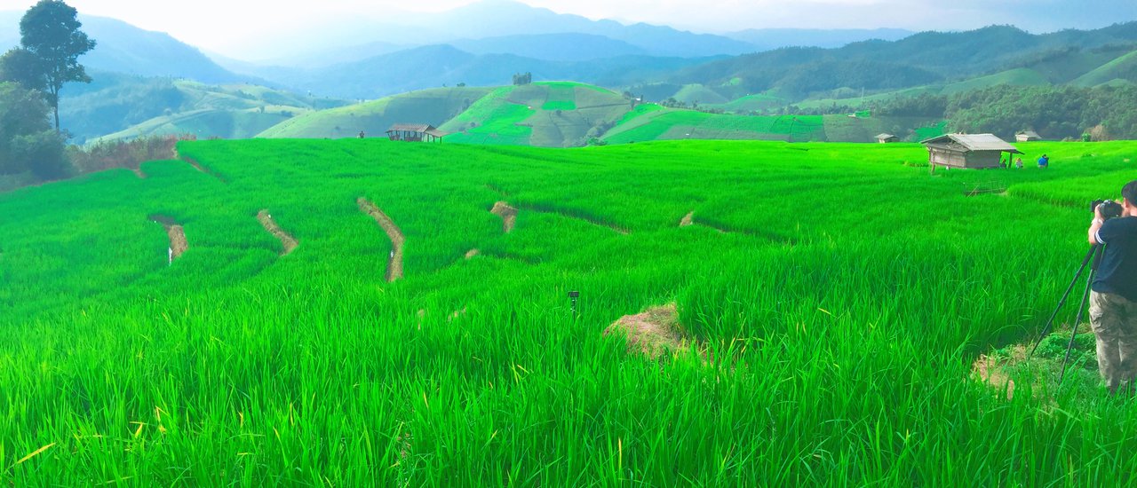 cover Rice fields, terraced rice fields, Ban Pa Bong Piang... Mae Chaem District, Chiang Mai Province... Thailand.