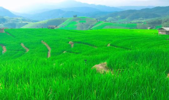 Cover Rice fields, terraced rice fields, Ban Pa Bong Piang... Mae Chaem Di...