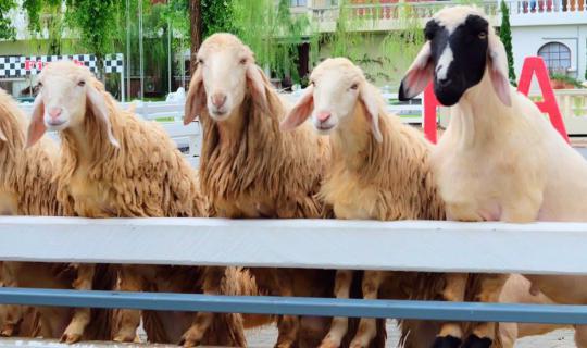 Cover Cloudy day swiss sheep farm pattaya first time review....