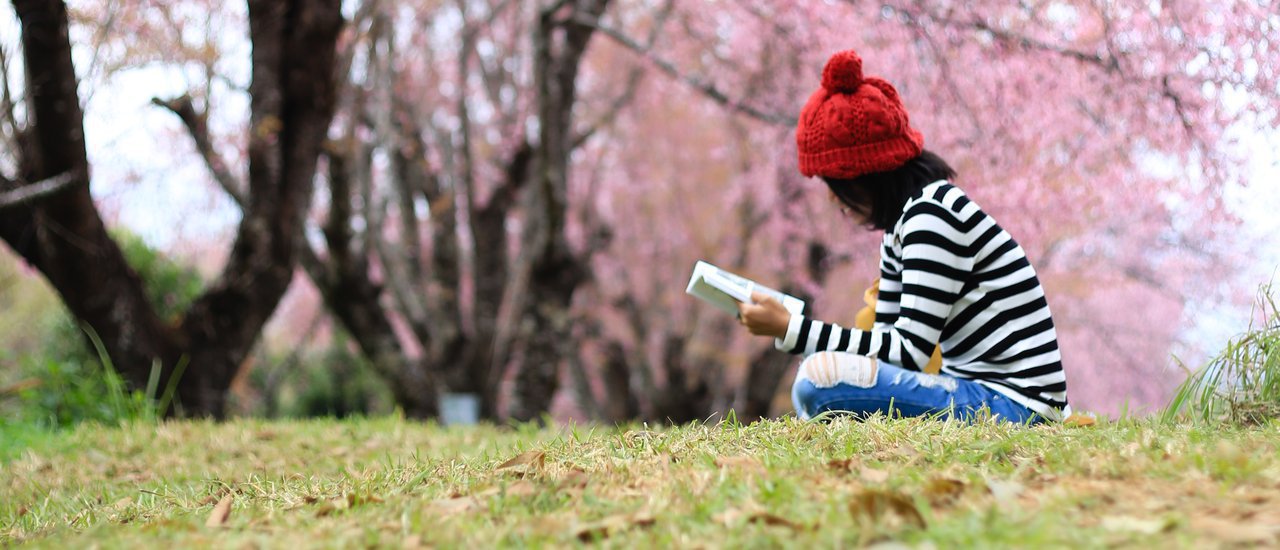 cover Traveling in Thailand like being abroad (Cherry blossoms bloom in Chiang Mai)