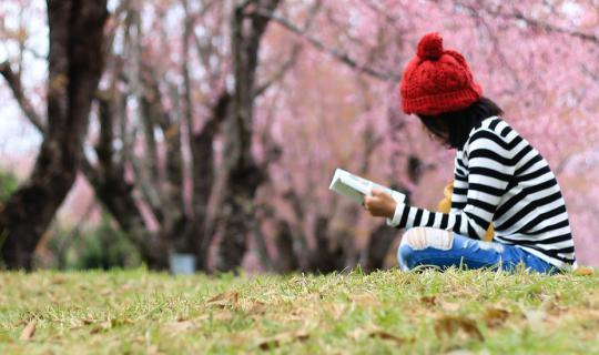 cover Traveling in Thailand like being abroad (Cherry blossoms bloom in Chiang Mai)