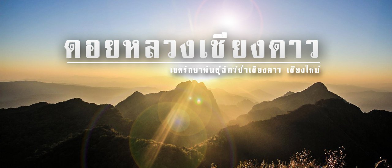 cover Embark on the Conquest of Doi Luang Chiang Dao: A Marvel of Karst Mountains
This phrase announces the opening of the season for conquering Doi Luang Chiang Dao, a majestic mountain renowned for its stunning karst formations.