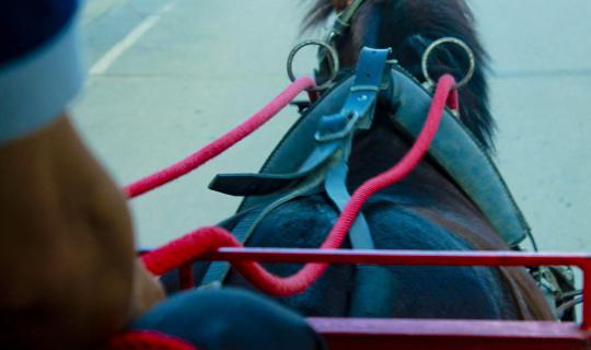 cover Two Days and One Night Solo Trip to Lampang: A City Untouched by Time (Video Review Included)
