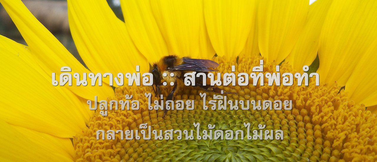 cover Following in Father's Footsteps: Transforming Opium Fields into a Flourishing Orchard