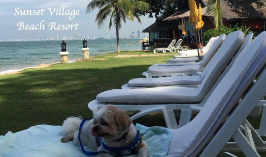 Cover Bring your dog to stay at Sunset Village Beach Resort....