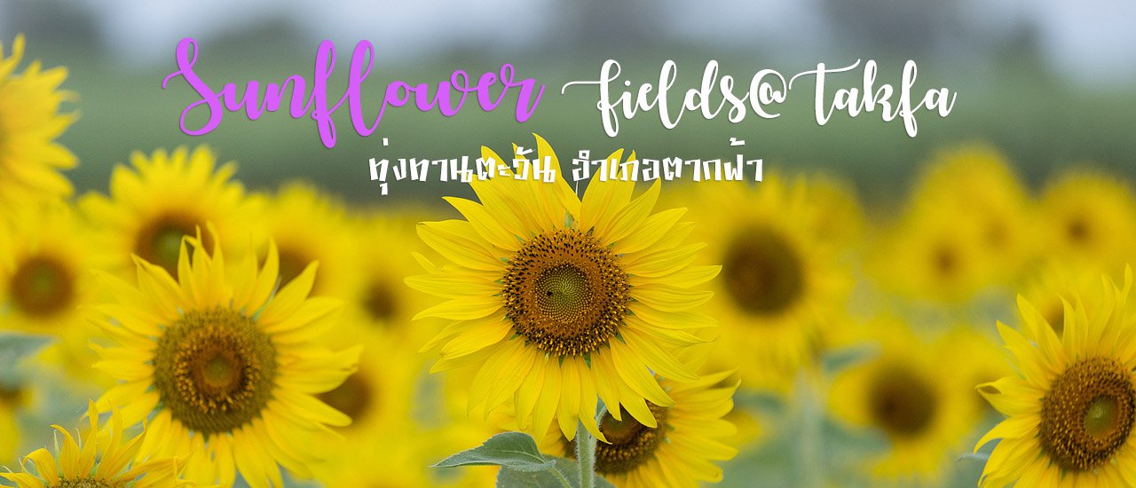 cover Sunflower Field, Tak Fa District - Jim Thompson Farm One-Day Trip