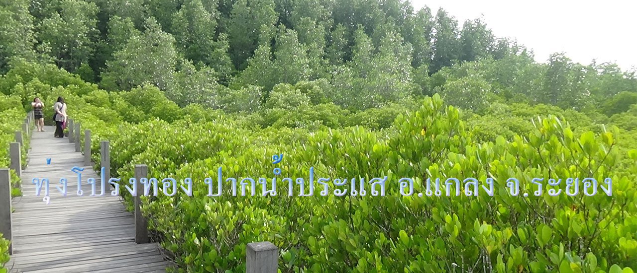 cover Visiting the Golden Mangrove Forest at Prasae Estuary, Rayong