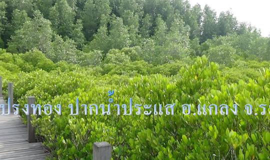 Cover Visiting the Golden Mangrove Forest at Prasae Estuary, Rayong...