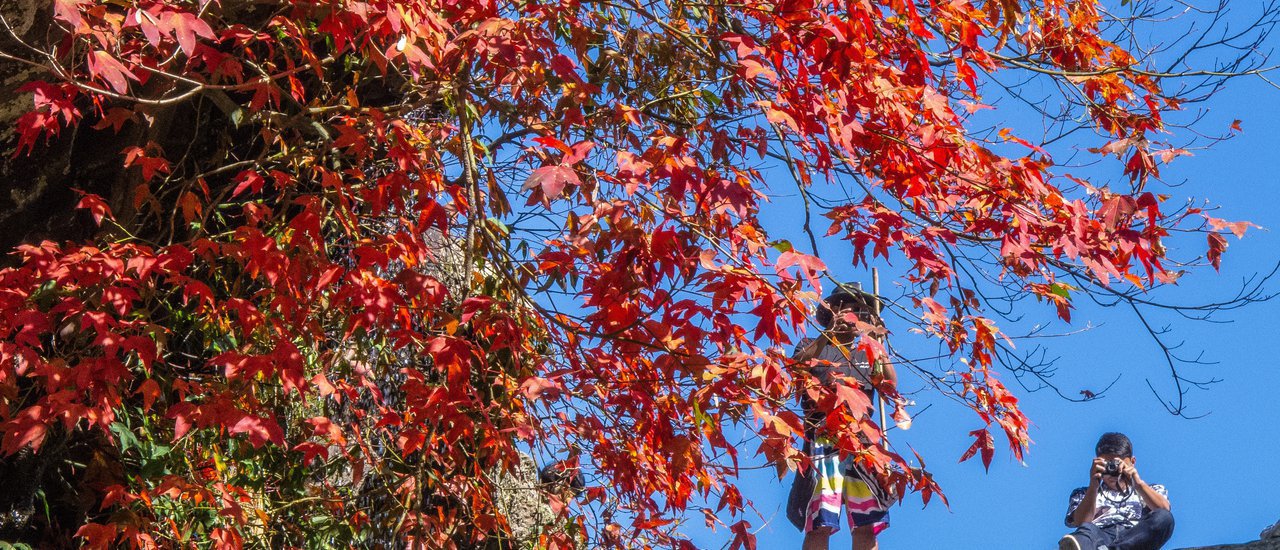 cover Colorful leaves at Phu Kradueng