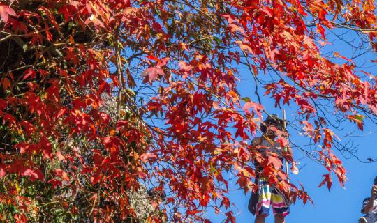 Cover Colorful leaves at Phu Kradueng...