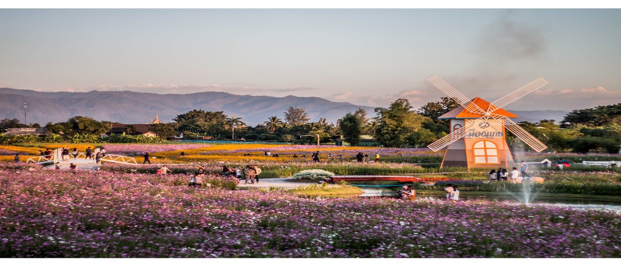 cover This winter, visit the cosmos flower field in Mae Gan, Chiang Mai.