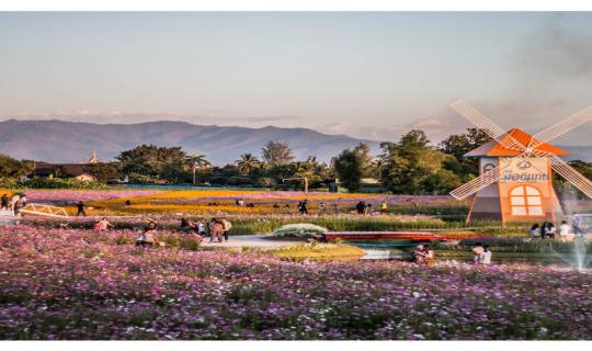 Cover This winter, visit the cosmos flower field in Mae Gan, Chiang Mai....