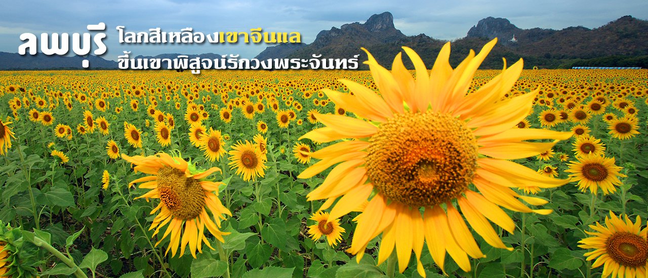 cover Lopburi: A World of Yellow at Khao Chin Lae, Climbing the Mountain to Prove Love Under the Moon's Halo