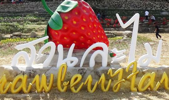 cover Embark on a journey to Suan Lamai in Rayong, where verdant mountains embrace vibrant flower fields, painting a breathtaking landscape.