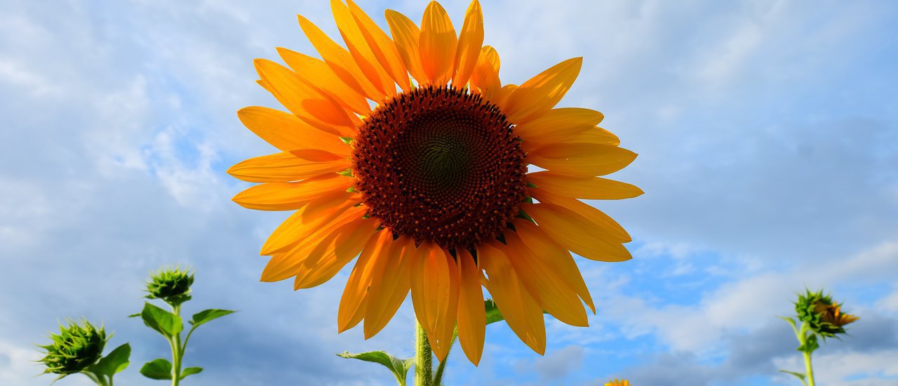 cover Jim Thompson Farm and Sunflower Field 

This translates the original Thai phrase "ไร่จิมทอมป์สัน กับทุ่งทานตะวัน" into a simple and concise English sentence.