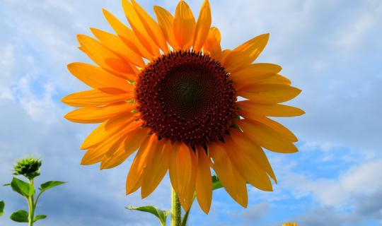 cover Jim Thompson Farm and Sunflower Field 

This translates the original Thai phrase "ไร่จิมทอมป์สัน กับทุ่งทานตะวัน" into a simple and concise English sentence.