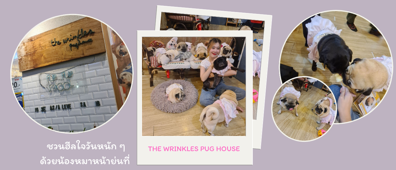 cover ชวนฮีลใจวันหนัก ๆ ด้วยน้องหมาหน้าย่น The Wrinkles Pug House บรรทัดทอง รีวิวคาเฟ่กรุงเทพ ปี 2567/2024