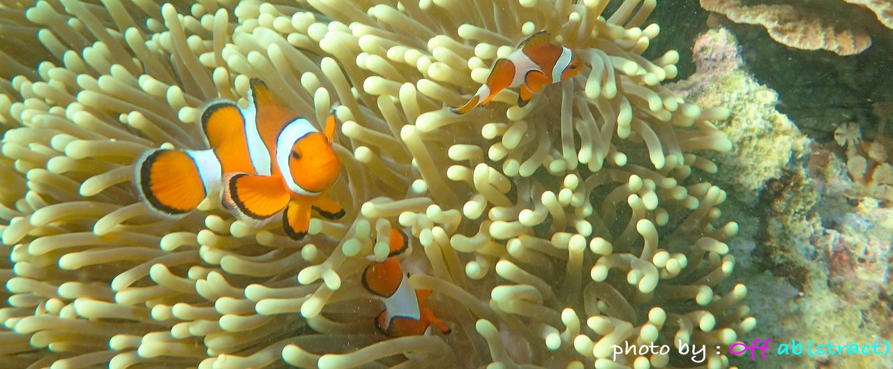 cover Finding Nemo Mission at Dragon Island, Burma Sea, Ranong Trip