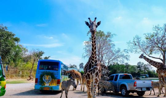 cover Let's 'Kan' together for 1 Day and a night: Safari - Erawan Waterfall - Ploy Resort