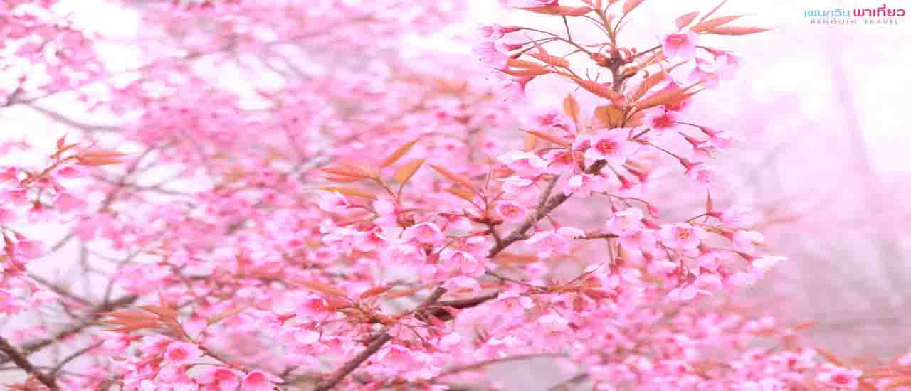 cover Penguin Travel: Chiang Mai Day 4 - Khun Wang, Doi Shua Viewpoint
Khun Wang, Doi Shua Viewpoint