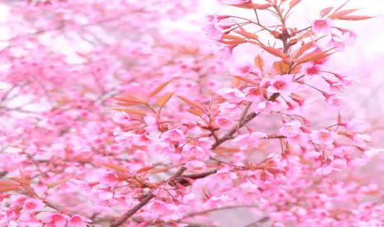 Cover Penguin Travel: Chiang Mai Day 4 - Khun Wang, Doi Shua Viewpoint
Kh...