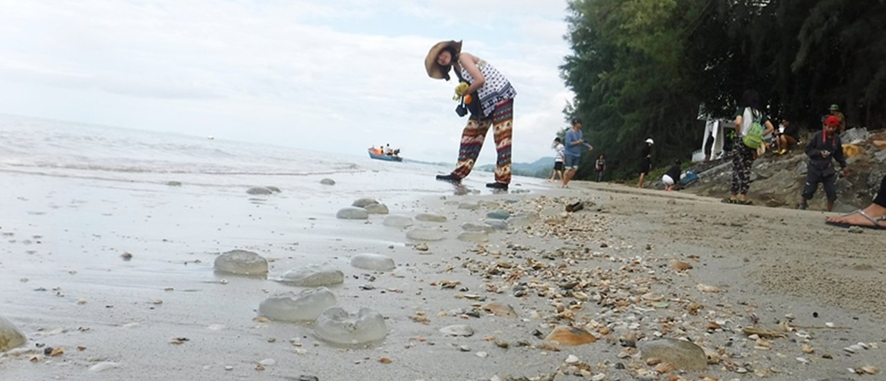 cover 2 Days 1 Night Trip: Bioluminescent Plankton, Scenic Viewpoints & Beaches in Chonburi, Rayong, Chanthaburi & Trat