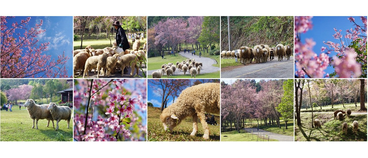 cover They say the new tourist spot, "Mon N้อง แกะ" (Mon N้อง Goat), a sheep farm at Doi Pha Tang, Inthanon Royal Agricultural Station in Chiang Mai, is a must-visit.