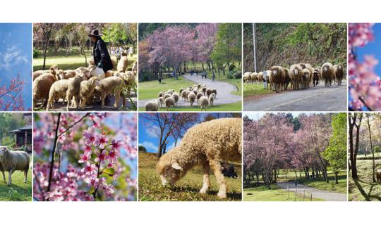 Cover They say the new tourist spot, "Mon N้อง แกะ" (Mon N้อง Goat), a she...