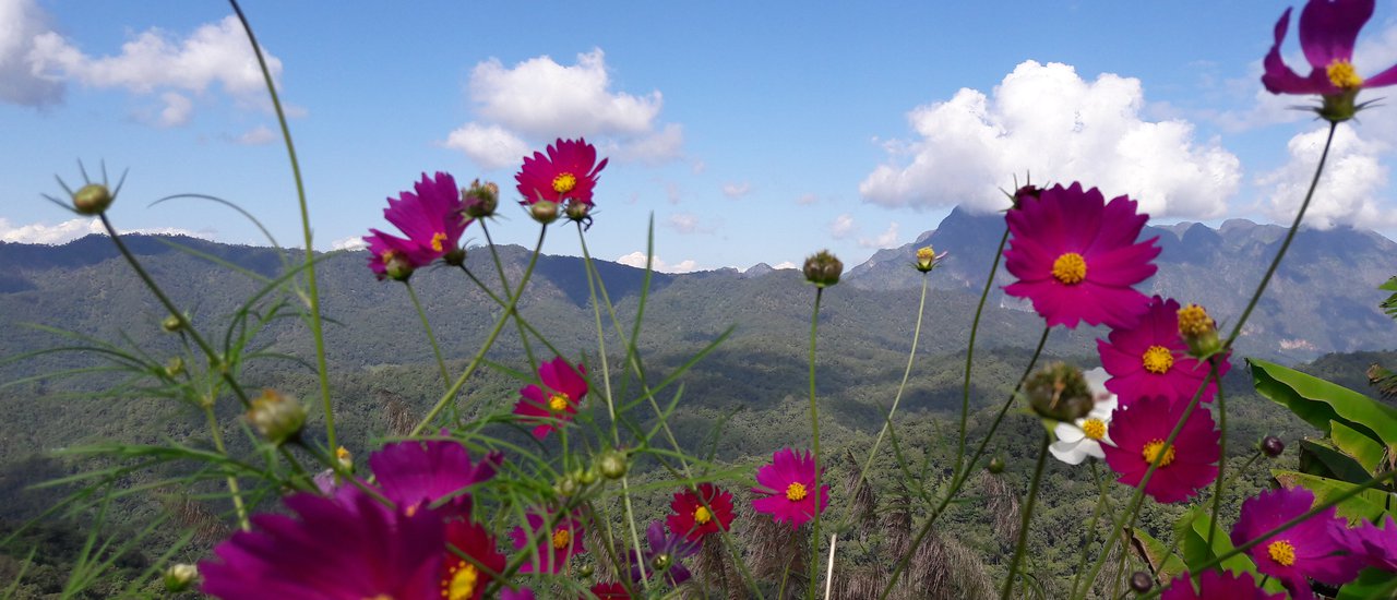 cover Embrace the Mountains and Flowers at San Pa Kia, Chiang Dao